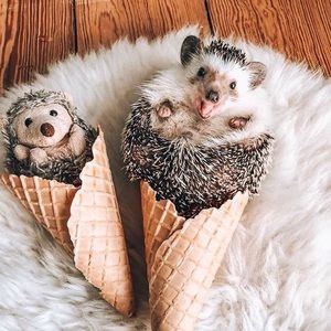 Meet your Posher, Jillian